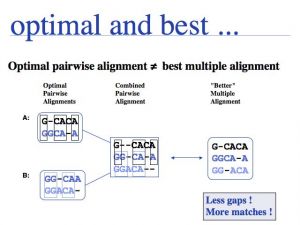 Multiple Sequence Alignment slide0009.jpg