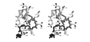 Stereo GlnRS-SaltBridges.jpg