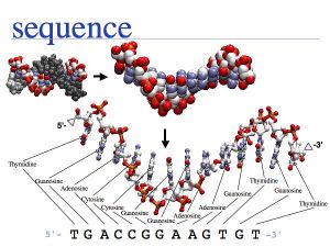 Sequence Data slide0015.jpg