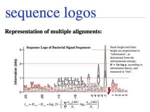 Multiple Sequence Alignment slide0052.jpg