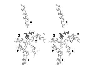 Stereo ATP-binding site.jpg