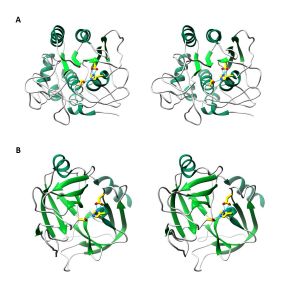 SY-SubtilisinTrypsin.jpg